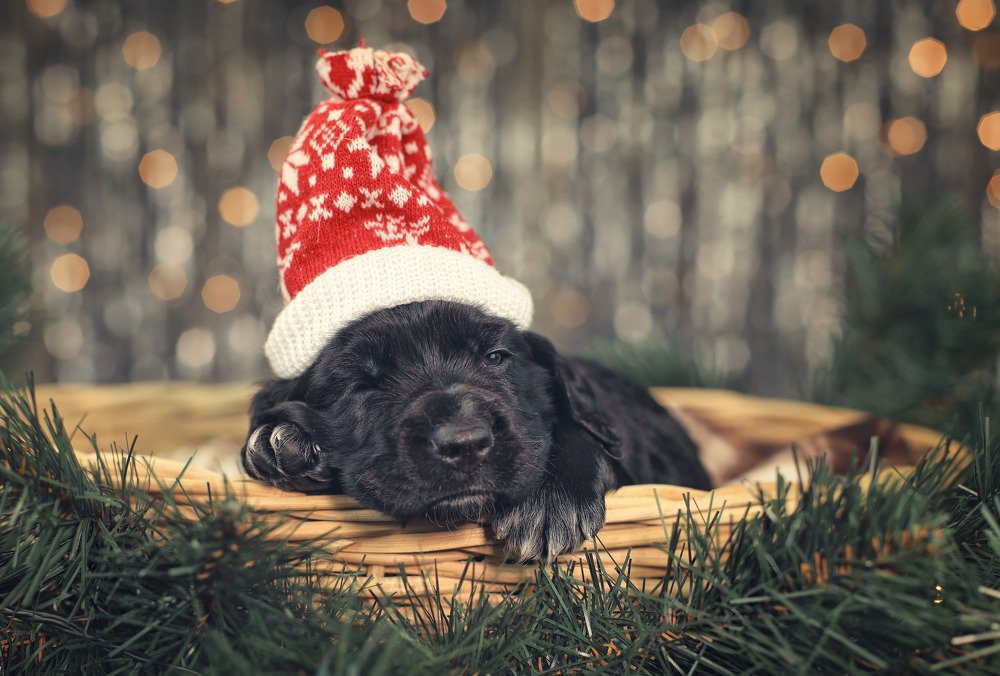 Photograph by Екатерина Терновая