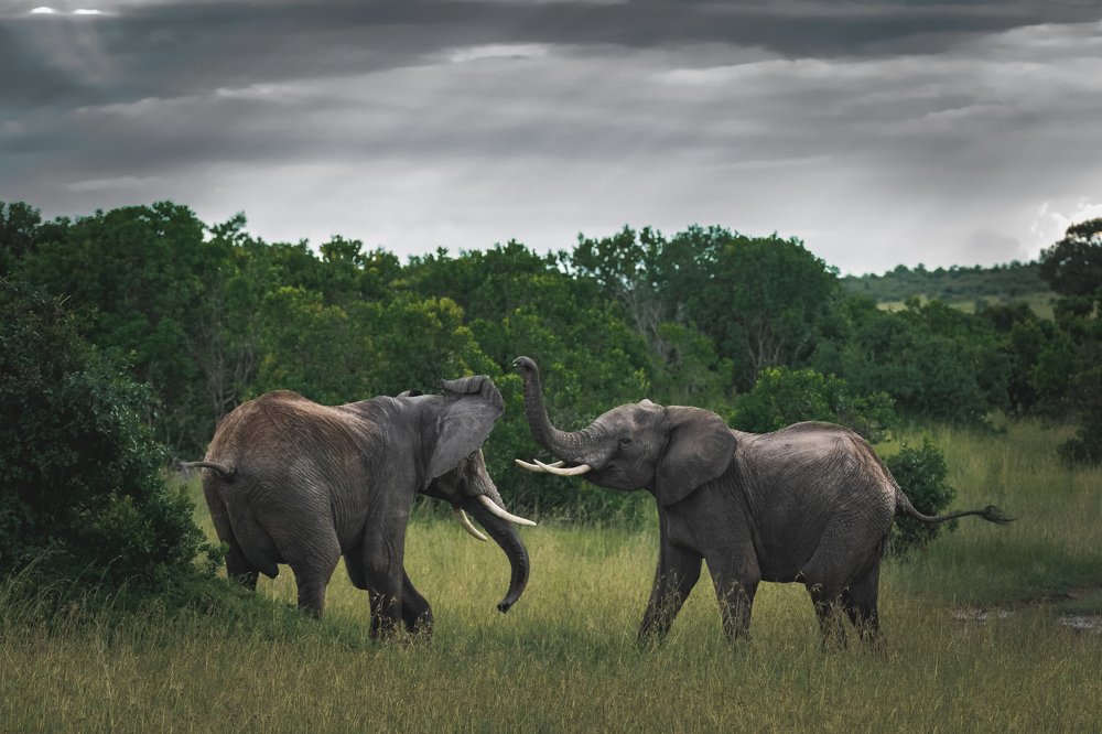Случай в Масаи Мара/The Maasai Mara Incident