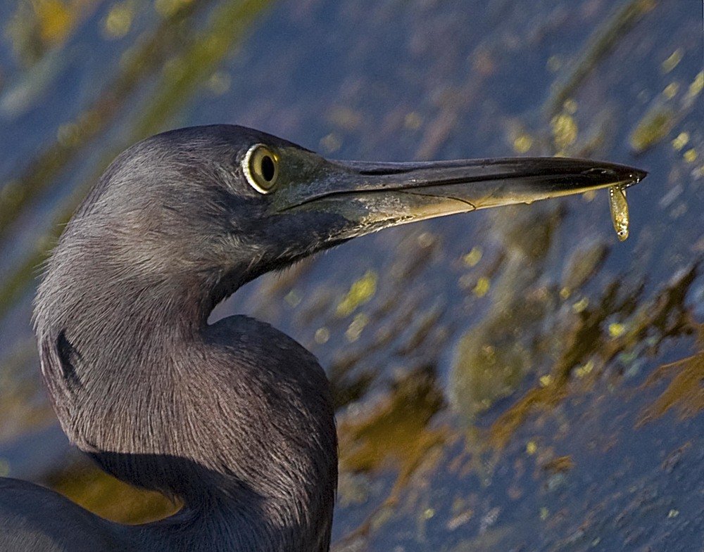 Фотография автора andrey gagarin