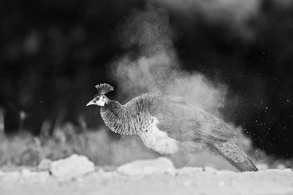 Photograph by Kushan Madushanka Sonnadara