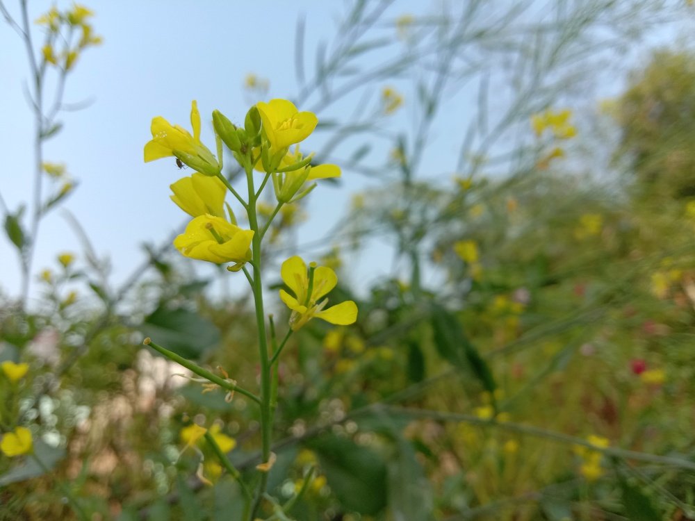 Mustard flower