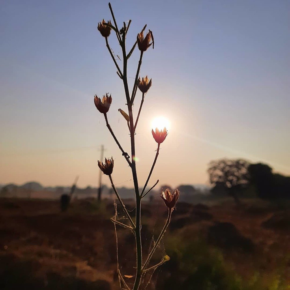 Photograph by Chakravarthy Kyasal
