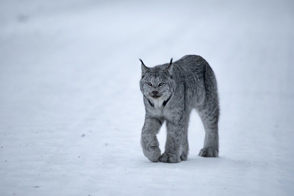 Photograph by Владимир Цветов