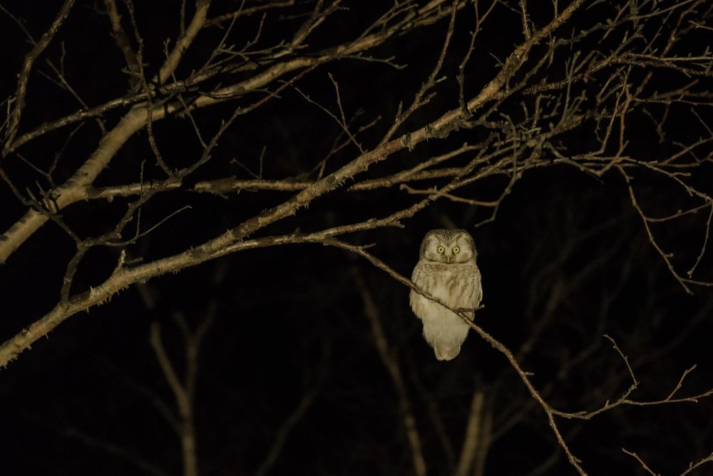 Photograph by Алексей Ознобихин