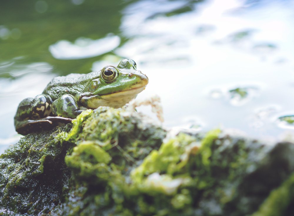 Photograph by Ирина Протченко