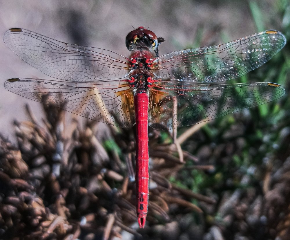 Photograph by Anass Aouissi