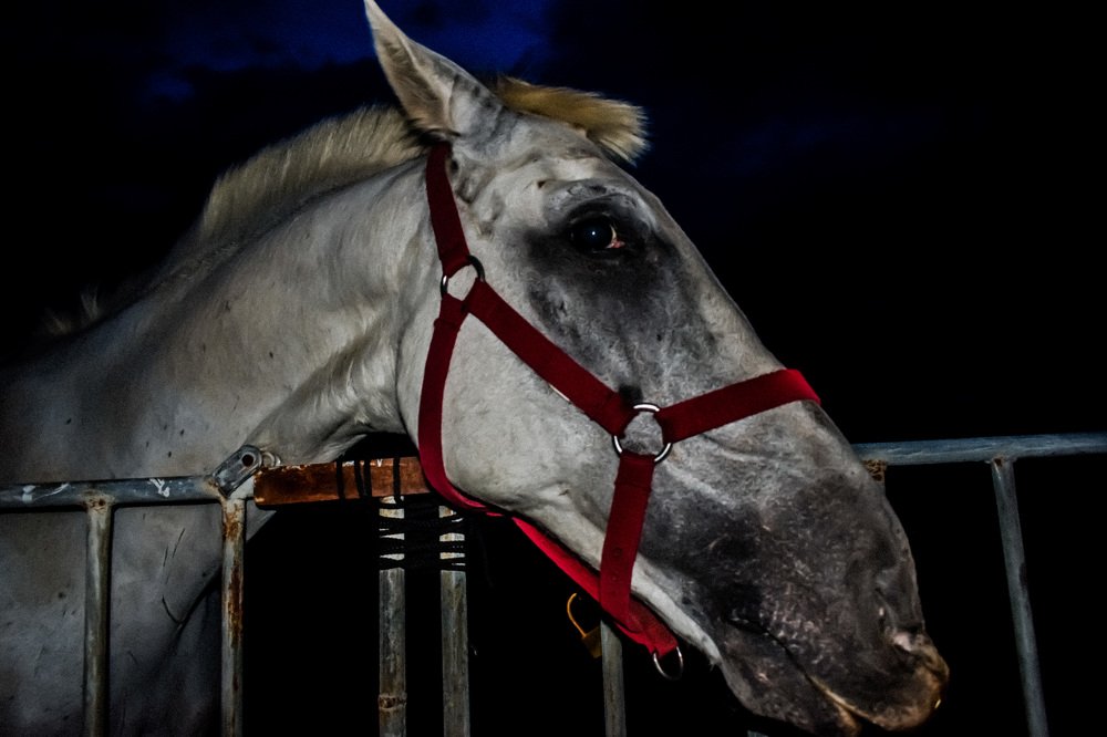 Photograph by Gabriella Sicurello