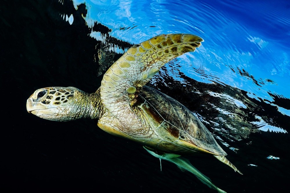 Photograph by Serge Melesan