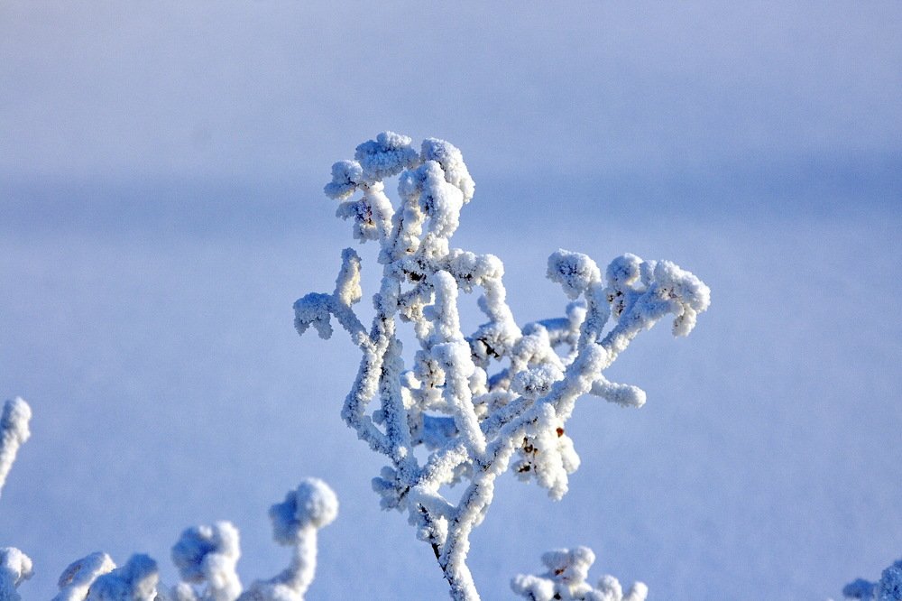 Photograph by Светлана Олина