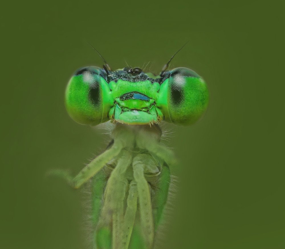 Photograph by M Y Dogar