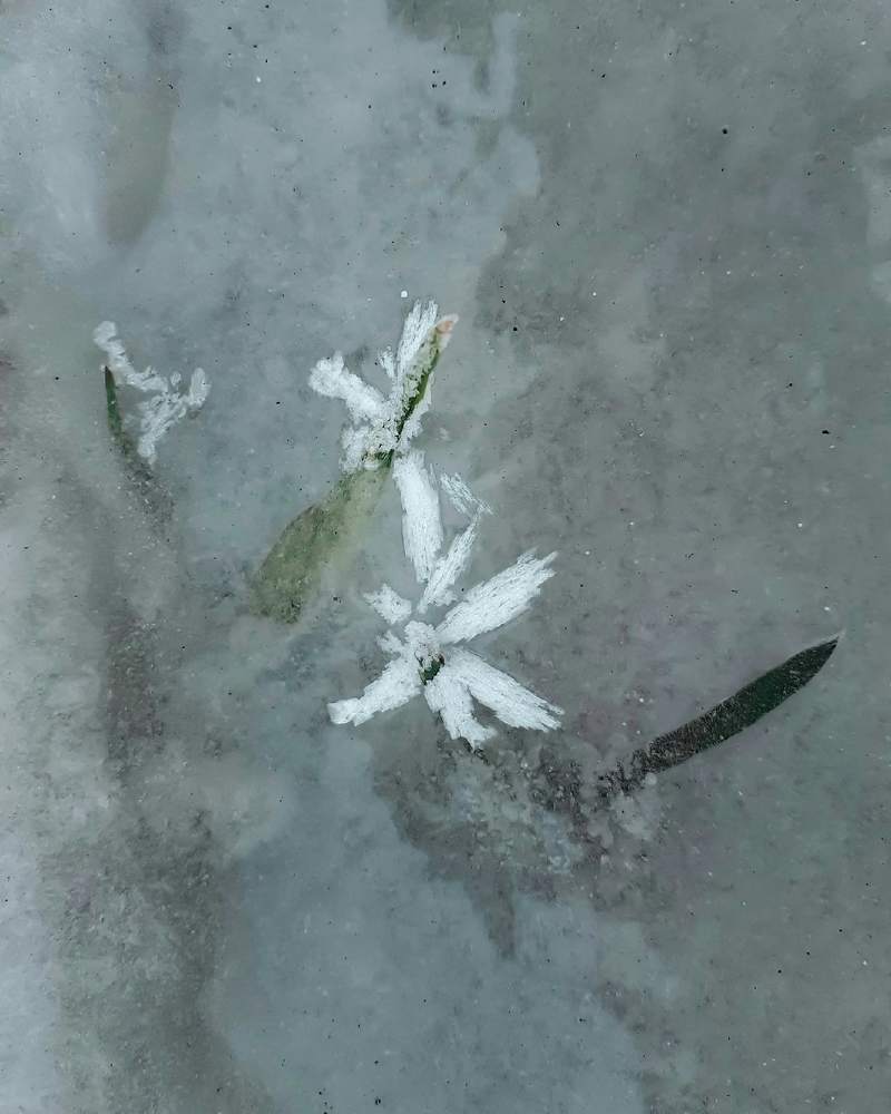 Снежные цветы