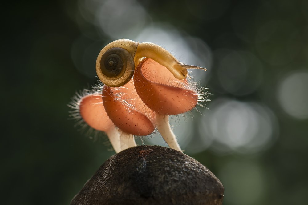 a snail and mushroom