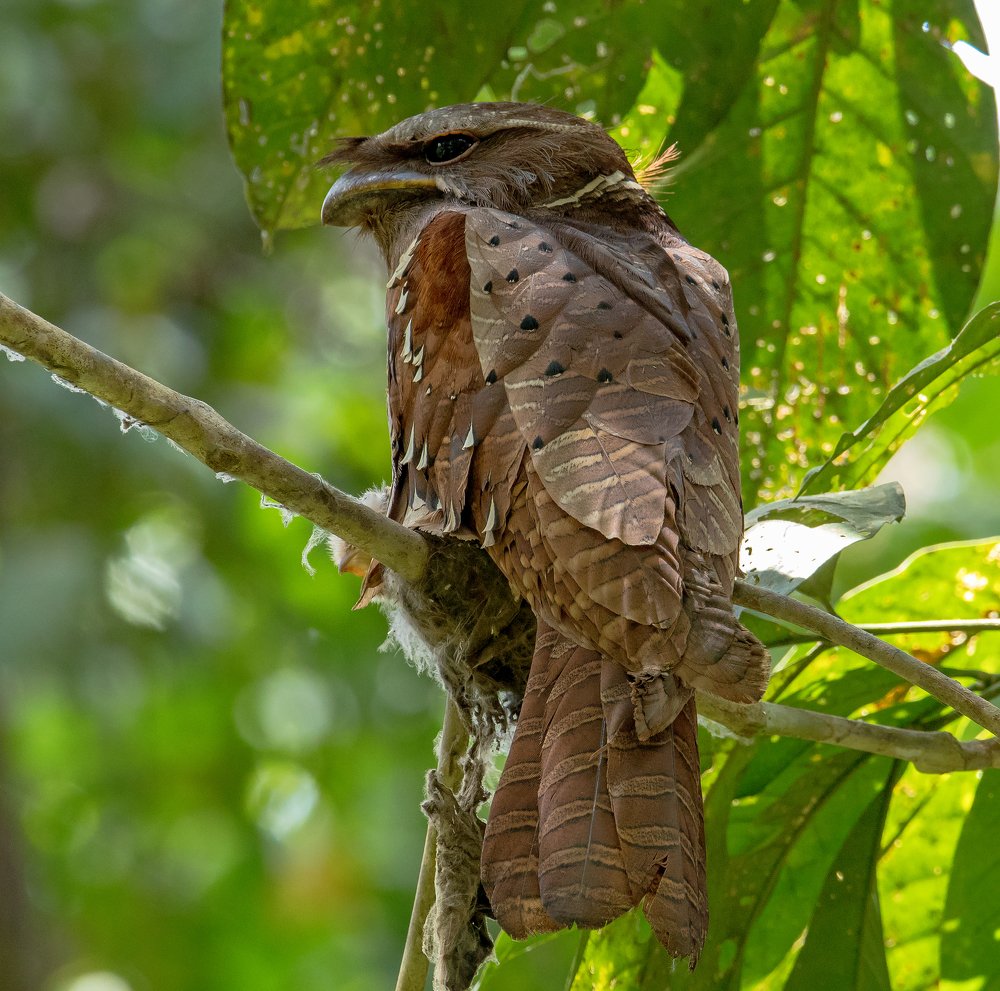 Photograph by TIAN CHING TAN