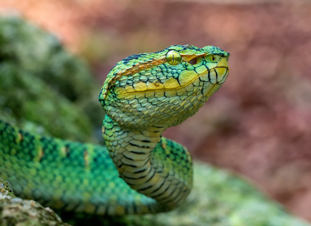 Photograph by TIAN CHING TAN