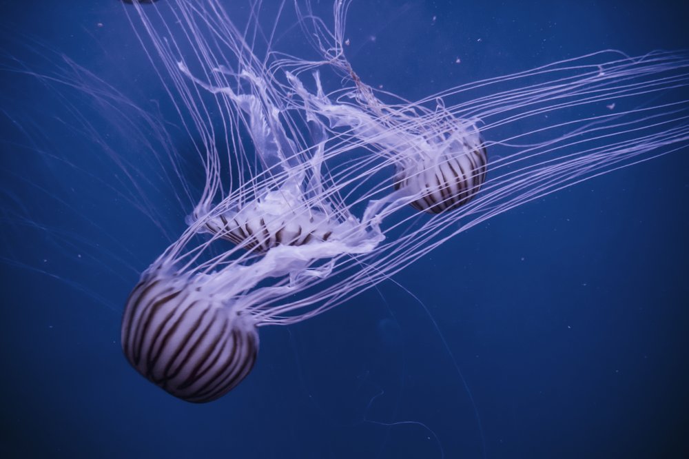 Photograph by Bruno Mottola