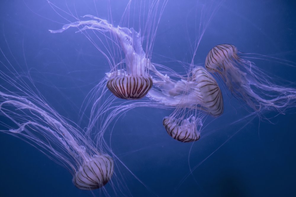 Photograph by Bruno Mottola