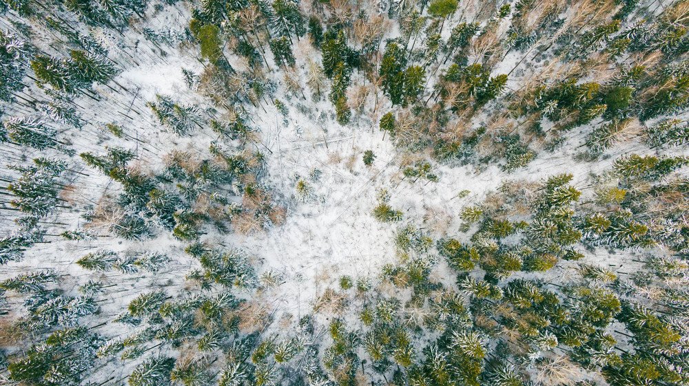 Лес в ожидании снежной зимы