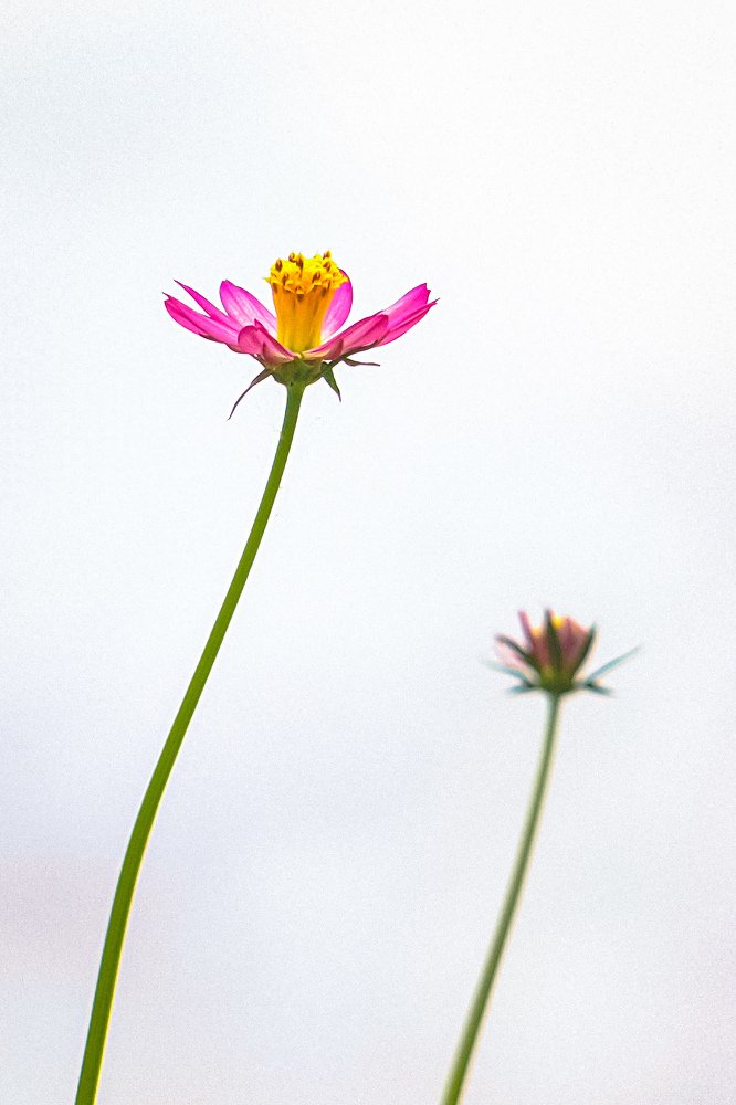 Photograph by Tavip Tavip Budiono Hadisoeprapto