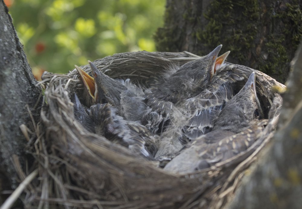 Photograph by Татьяна Бохан