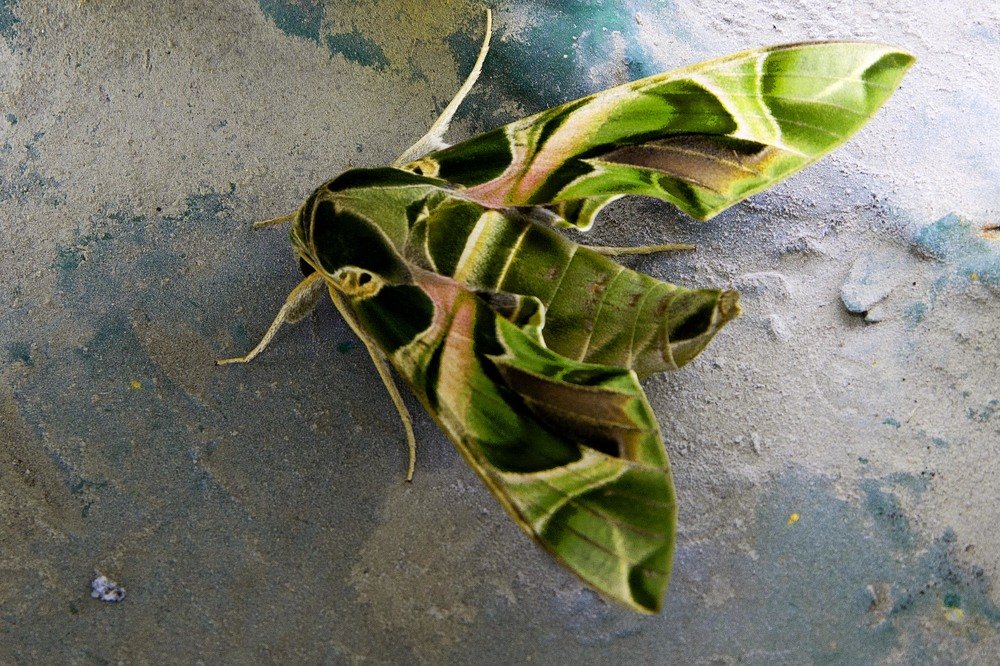 Фотография автора игорь Громов