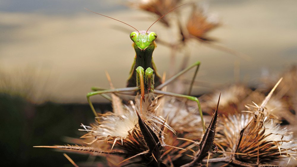 Photograph by Bekir Yesiltas