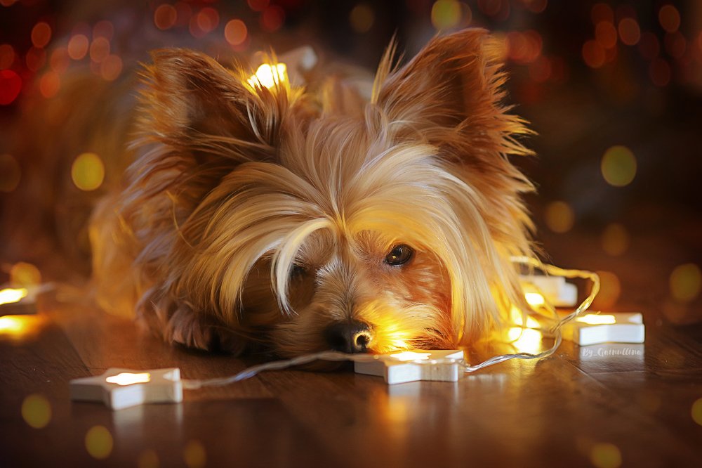 «В ожидании чудес»