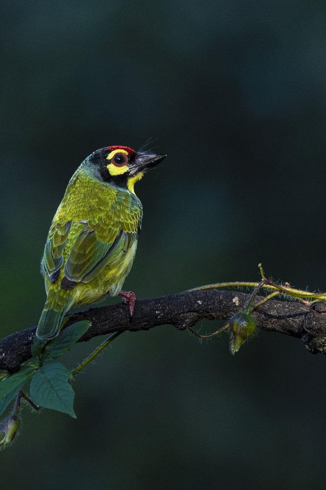 Photograph by Suman Paul