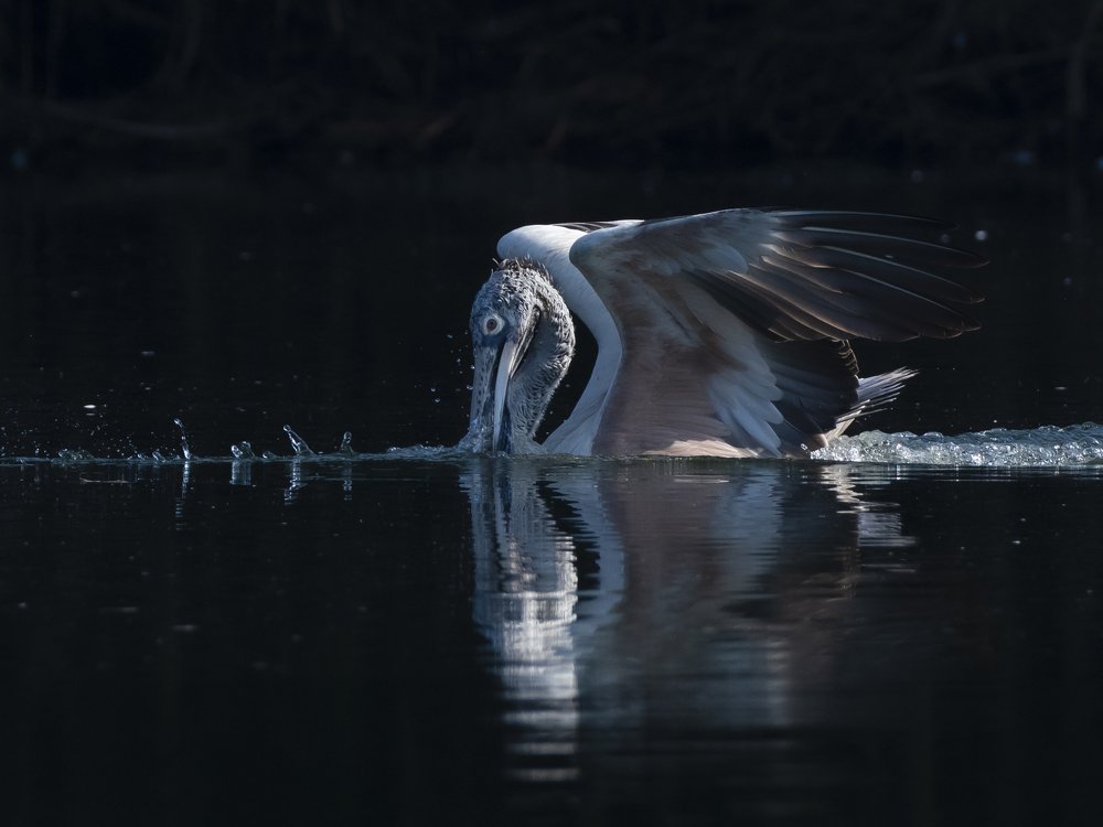 Photograph by Suman Paul