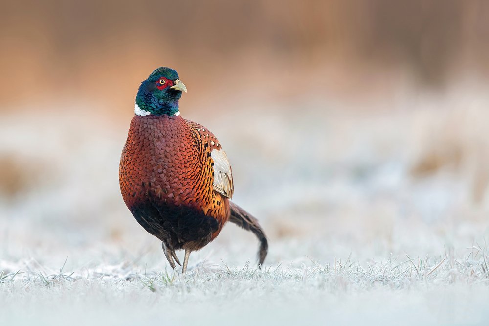 Frosty Morning King