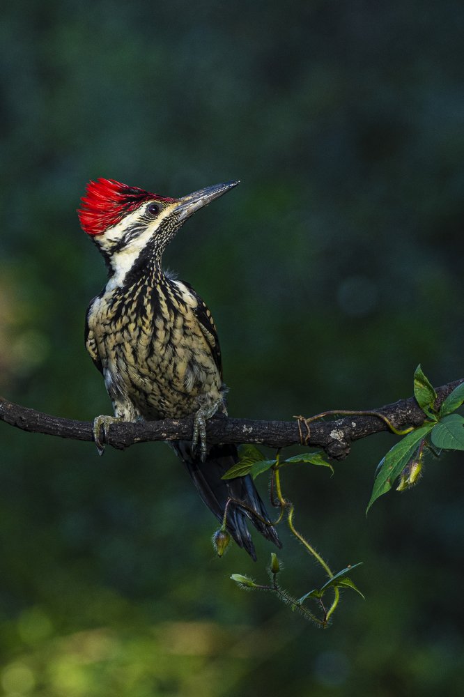 Photograph by Suman Paul