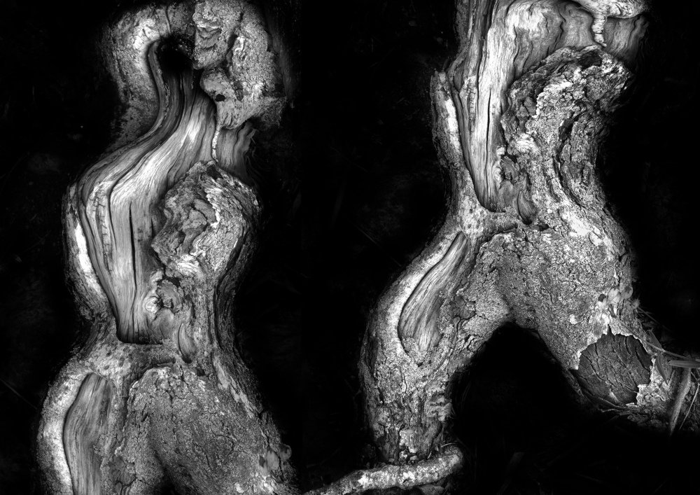 Древесная метаморфоза