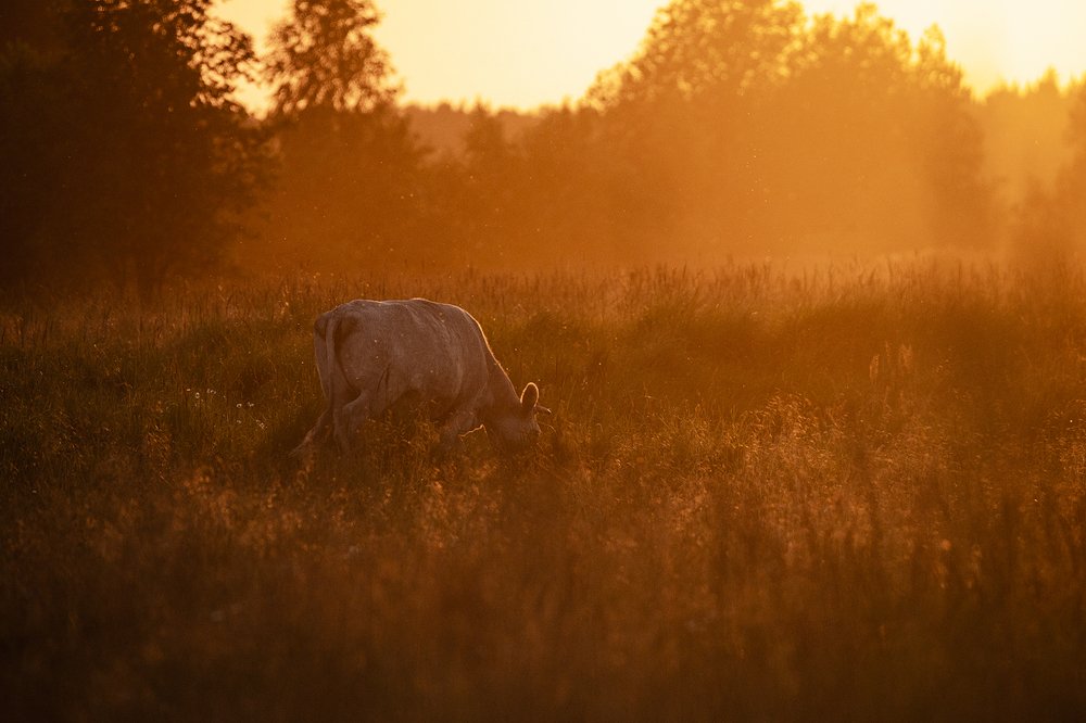 Photograph by Gatis Vilbrants