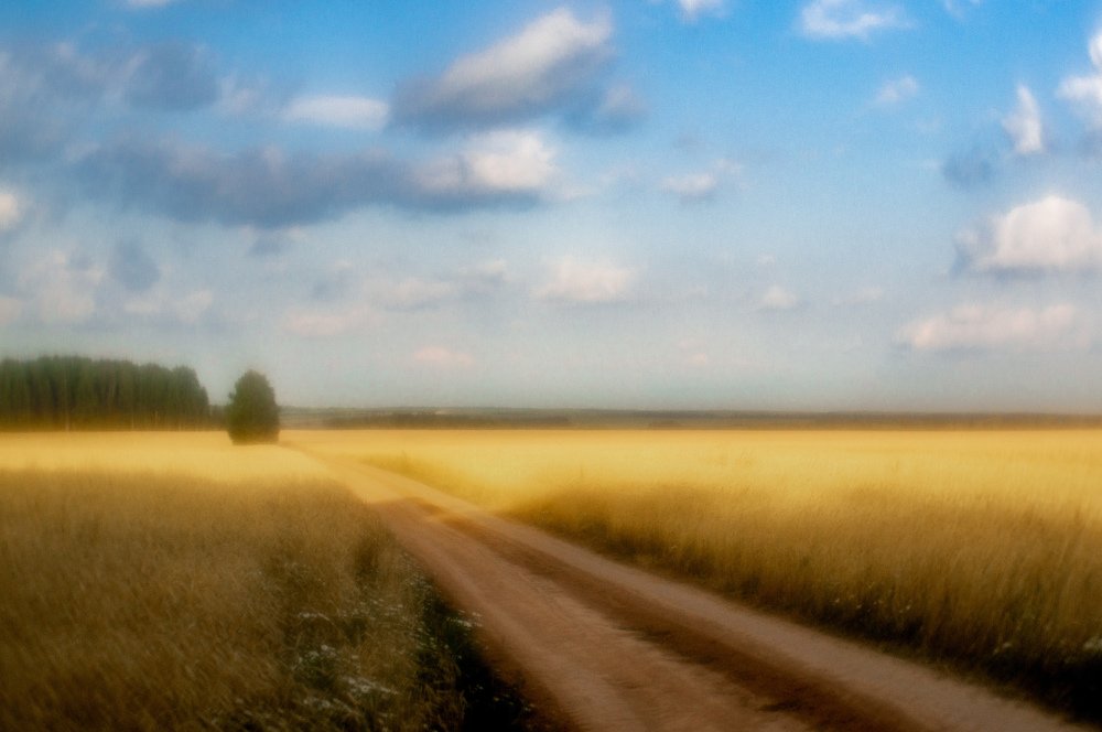 Пшеничное поле