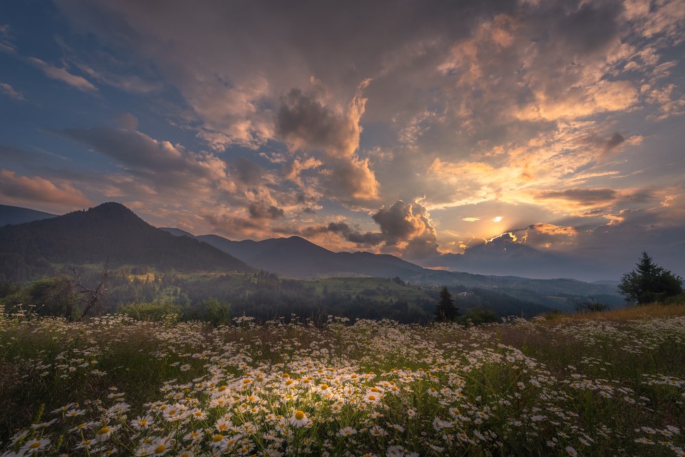 Фотография автора stoyan pavlov