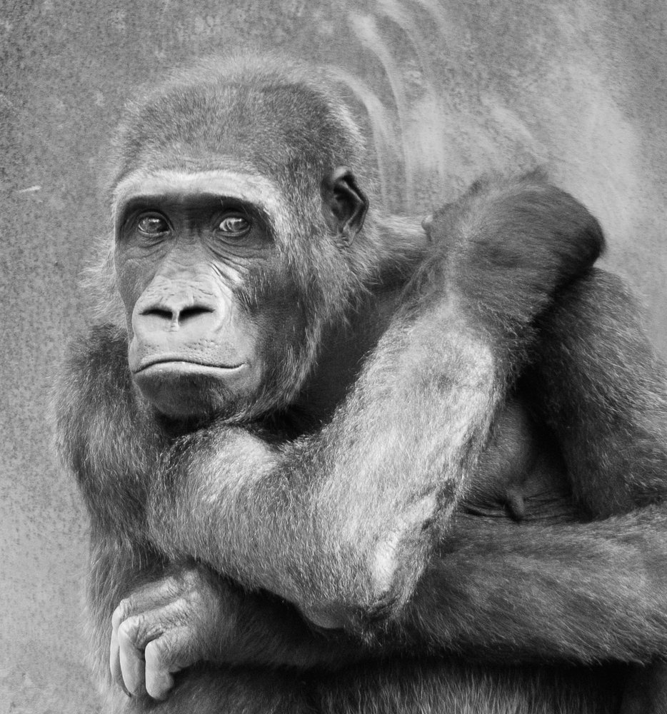 Фотография автора stoyan pavlov