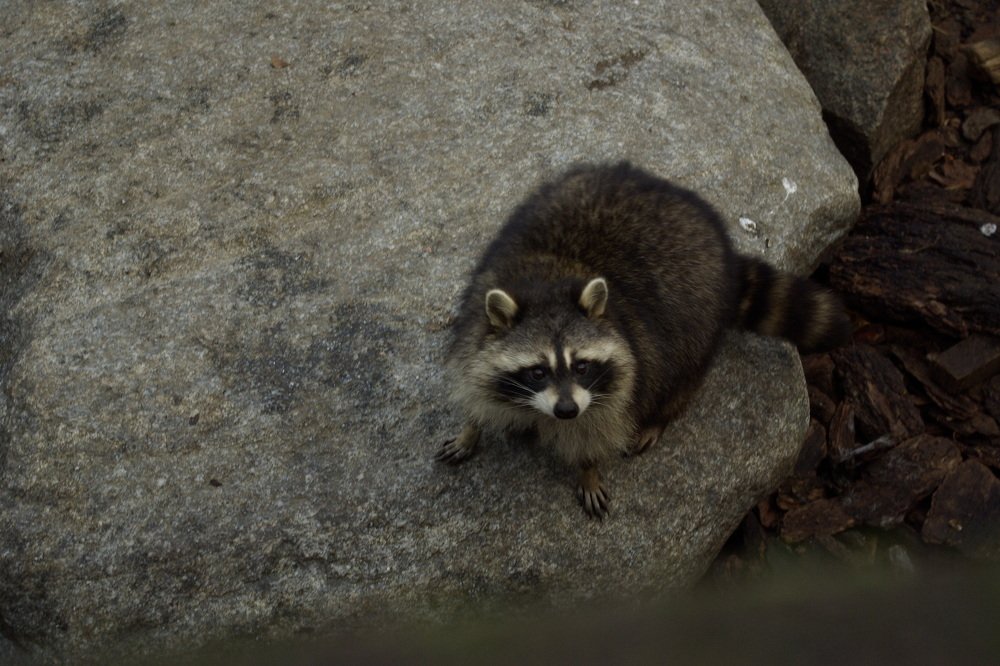 Photograph by Надежда Каравайцева