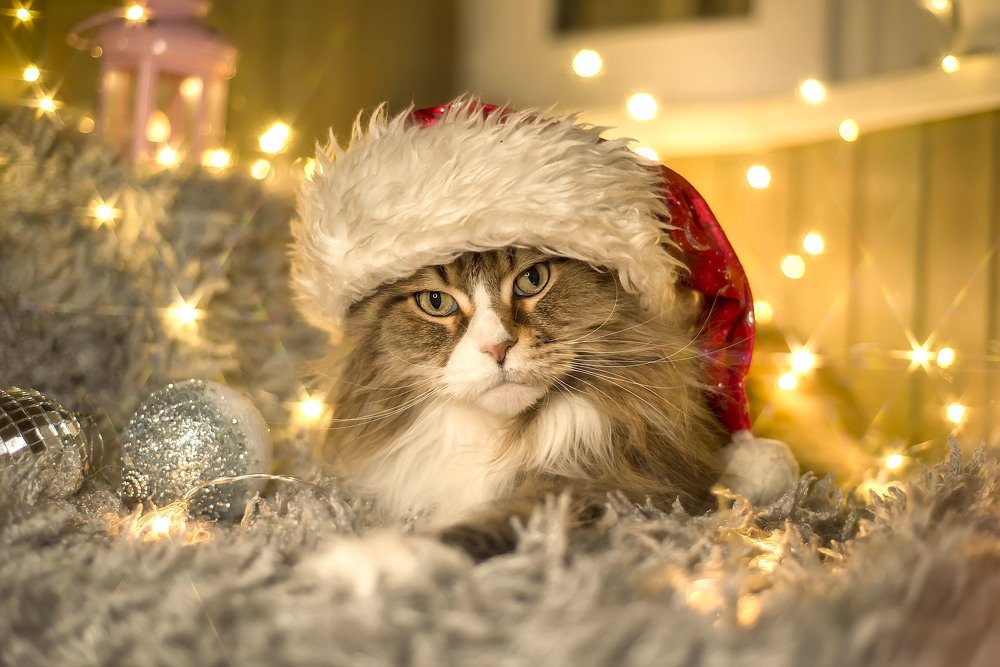 Photograph by Анна Цыплакова