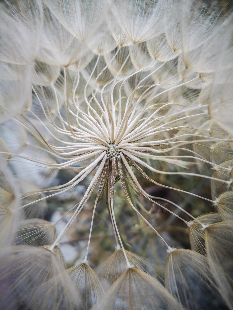 ~The Spirit of Dandelion~