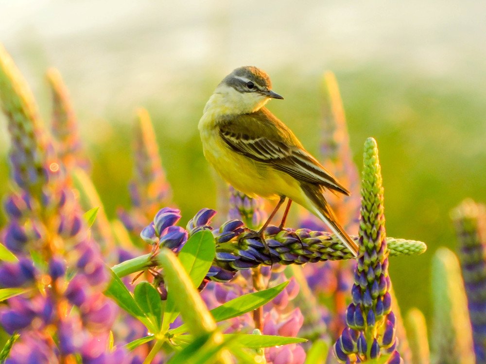 Жёлтая трясогузка и люпины