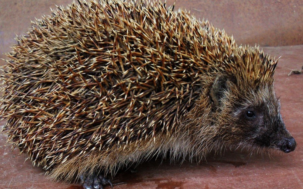 Photograph by вячеслав милов