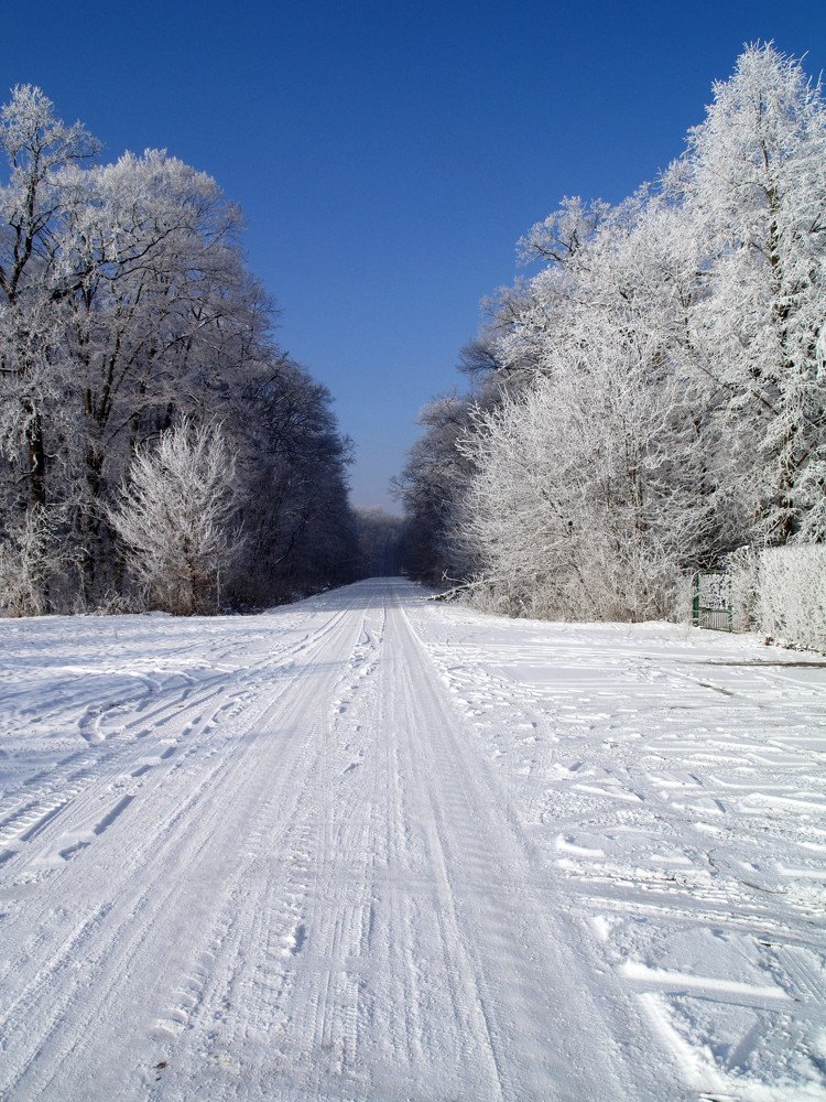 winter in the forest