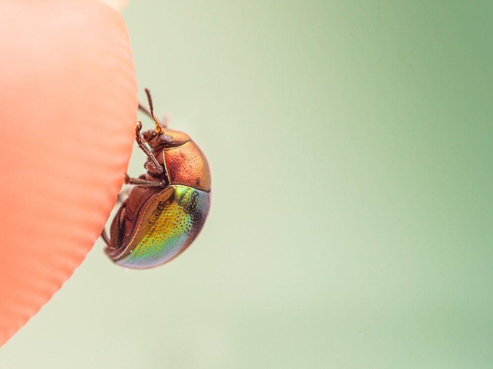 Photograph by Walter Ferrari