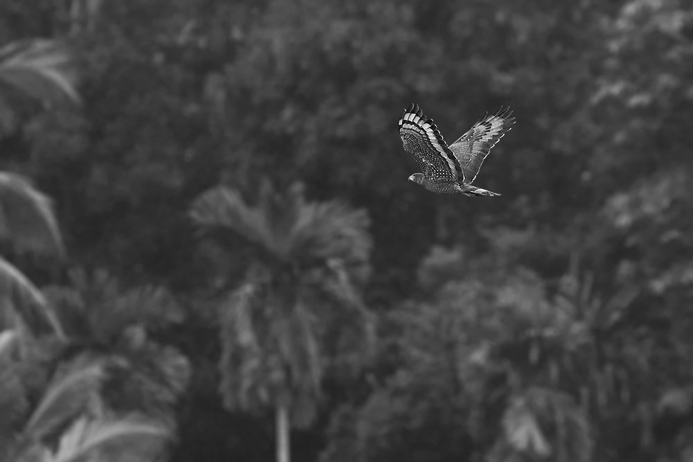 Photograph by Kushan Madushanka Sonnadara