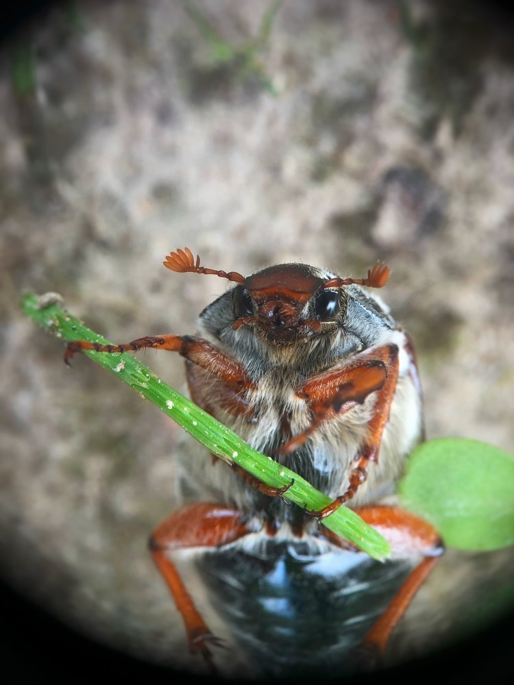 Майский музыкант