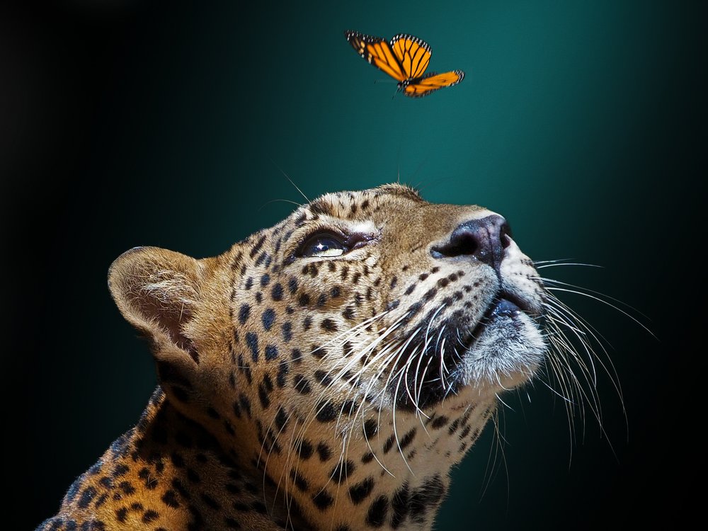 Wish I was a butterfly