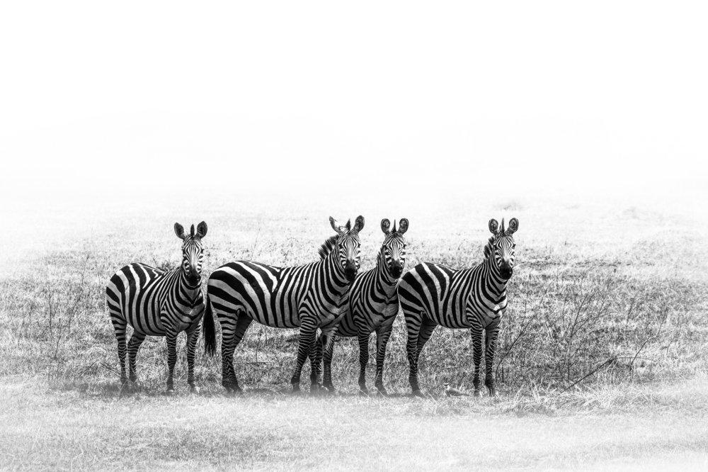 Photograph by Furqan Ali