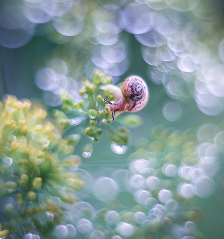 В утренней росе