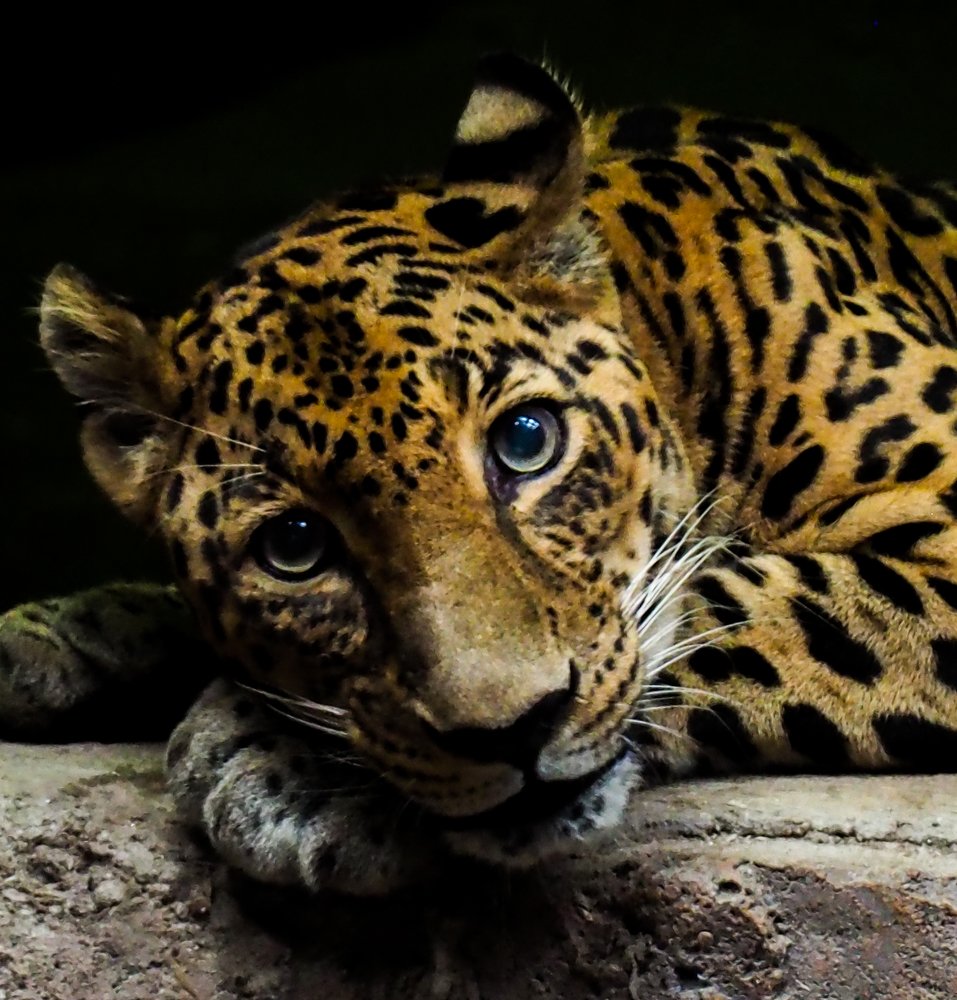 An expression of Leopard