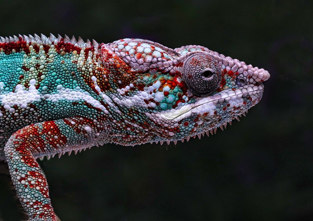 Chameleon in Style