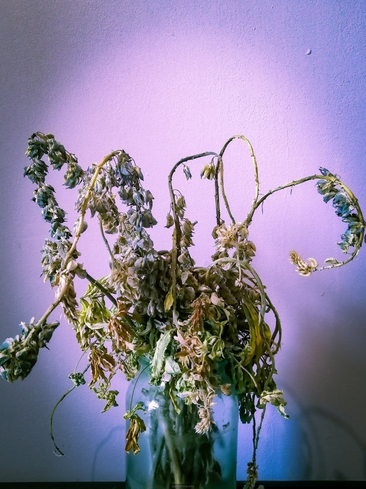 dead flowers